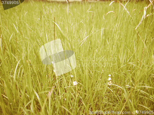 Image of Retro looking Grass meadow