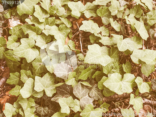 Image of Retro looking Ivy leaves