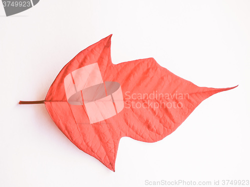 Image of Retro looking Poinsettia Christmas star leaf