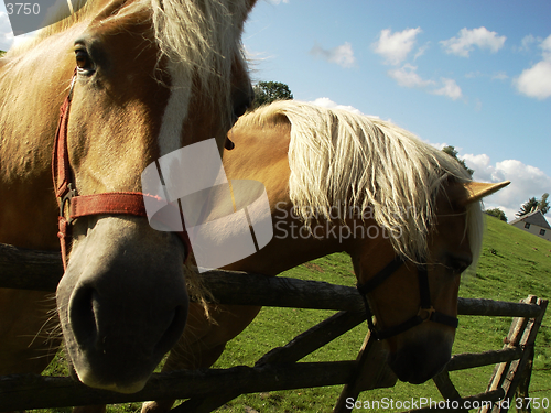 Image of two horses