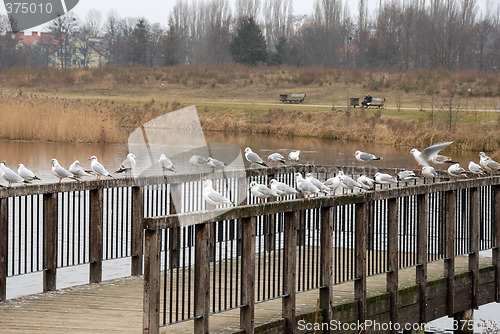 Image of gulls