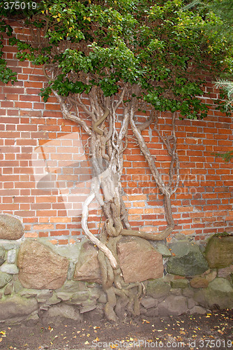 Image of roots on stones