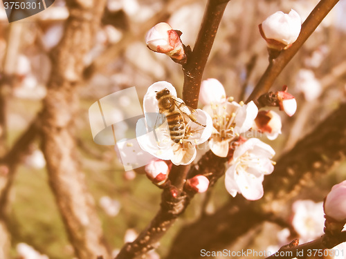 Image of Retro looking Bee fetching nectar from flower