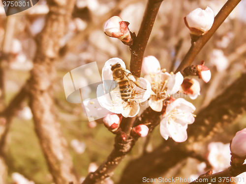 Image of Retro looking Bee fetching nectar from flower