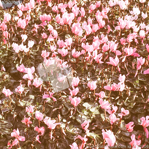 Image of Retro looking Flowerbed picture
