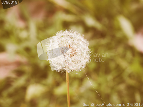 Image of Retro looking Dandelion flower