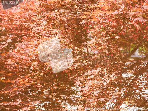 Image of Retro looking Red maple tree