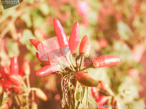 Image of Retro looking Chili Pepper