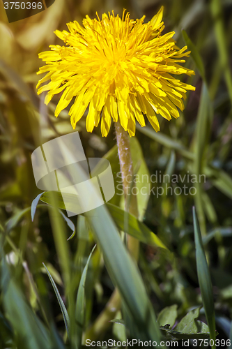 Image of Blooming dandelions in the grass.