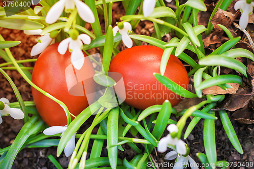 Image of Two Easter eggs and snowdrops.