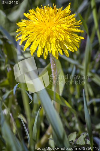 Image of Blooming dandelions in the grass.