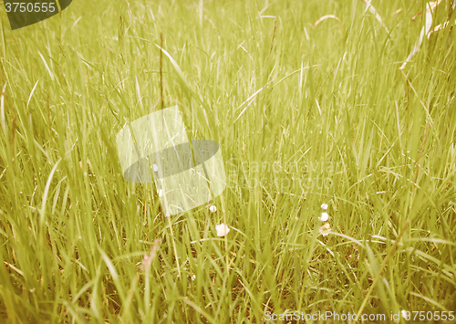 Image of Retro looking Grass meadow