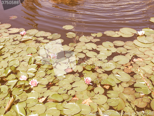 Image of Retro looking Waterlily