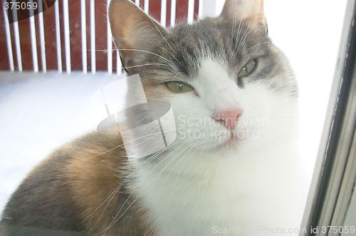 Image of Cat