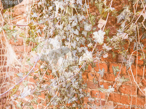 Image of Retro looking Ivy leaves background