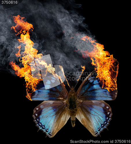 Image of burning butterfly