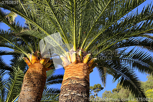 Image of Big palm trees