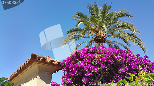 Image of Bougainvillea bush, palm tree and traditional architecture