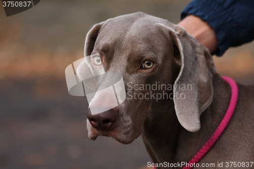 Image of Weimaraner in public park