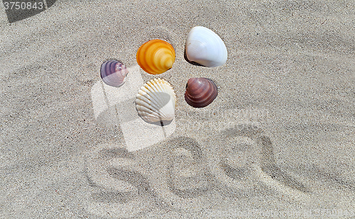 Image of Sand background with seashells and word ''sea''