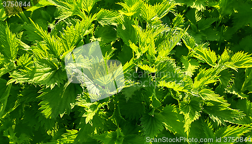 Image of Green stinging nettle (urtica dioica)