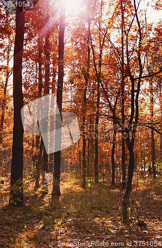 Image of autumn forest