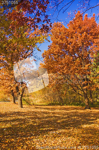 Image of autumn park