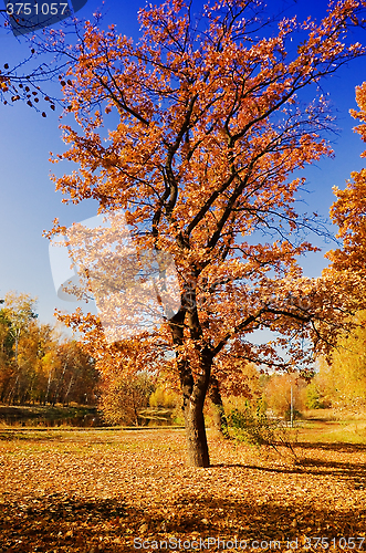 Image of autumn park