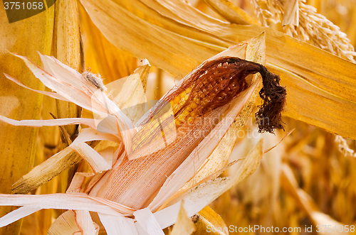 Image of corncob