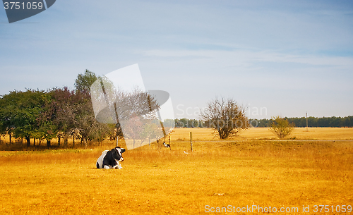 Image of Lonely cow