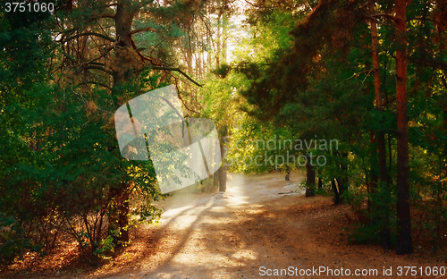 Image of Magical Autumn Forest.