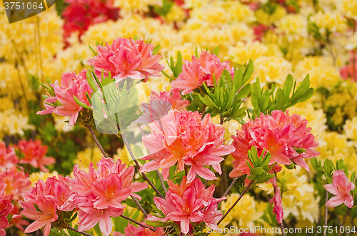 Image of blooming azaleas