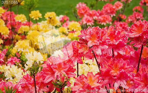 Image of blooming azaleas