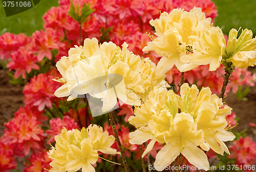 Image of blooming azaleas