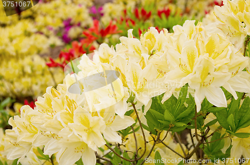 Image of blooming azaleas