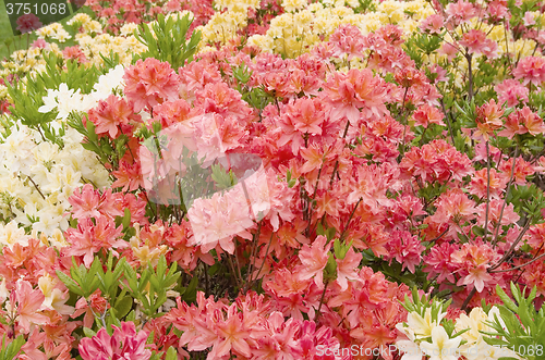 Image of blooming azaleas