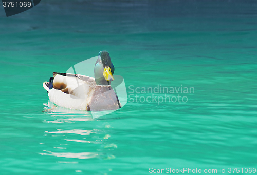Image of  swimming duck