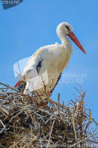 Image of Storks in the Nest