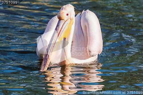 Image of Pelican on the Water