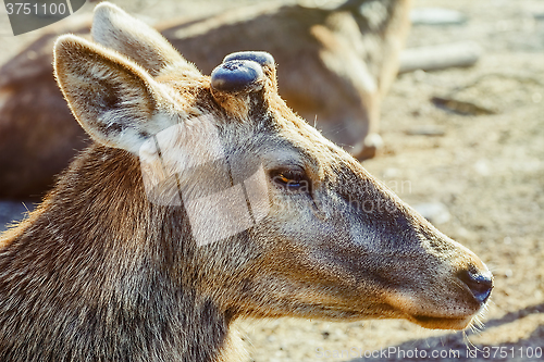 Image of Portrait of Deer