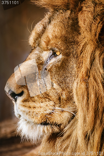 Image of Portrait of Lion