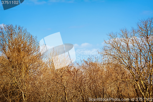 Image of Bare Trees
