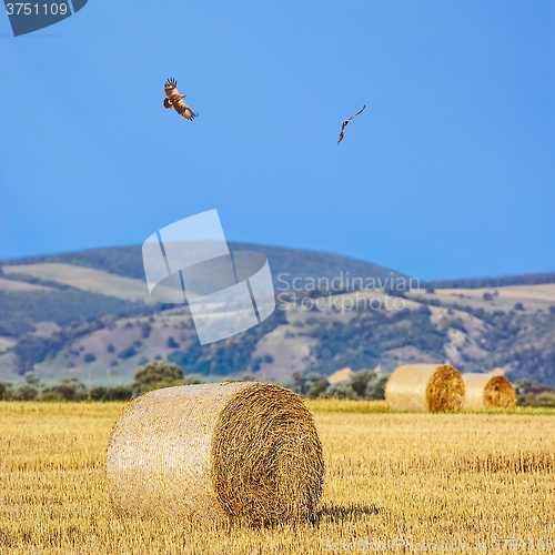 Image of Haystacks on Field