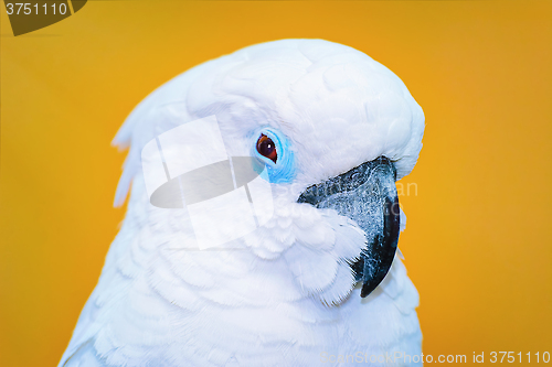 Image of The Cockatoo Parrot