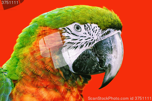 Image of The Macaw Parrot