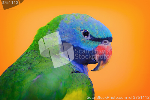 Image of Lord Derbys Parakeet