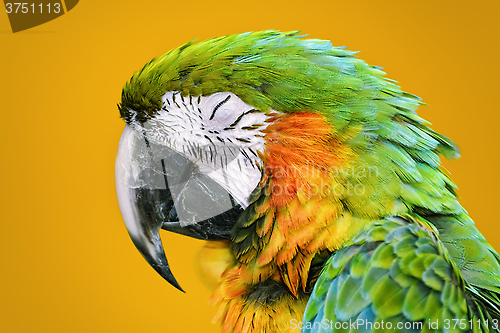 Image of The Macaw Parrot