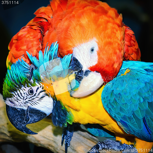 Image of Macaw Parrots