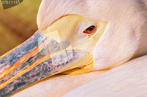 Image of Portrait of Pelican