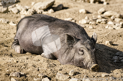 Image of Sleeping Wild Boar